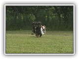 Englsh Toy Spaniel (562)