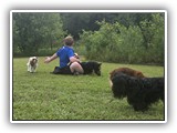 Englsh Toy Spaniel (584)