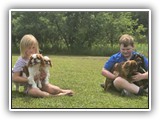 Englsh Toy Spaniel (592)