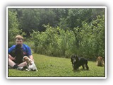 Englsh Toy Spaniel (595)