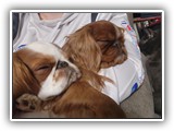 Englsh Toy Spaniel (62)