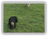 Englsh Toy Spaniel (628)