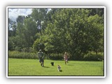 Englsh Toy Spaniel (632)