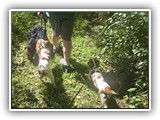Englsh Toy Spaniel (640)