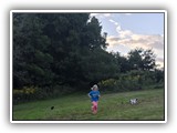 Englsh Toy Spaniel (779)
