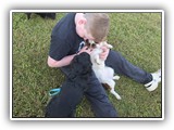 Englsh Toy Spaniel (784)