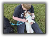 Englsh Toy Spaniel (785)