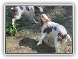 Englsh Toy Spaniel (815)