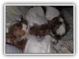 Englsh Toy Spaniel (841)