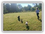 Englsh Toy Spaniel (864)