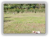 Englsh Toy Spaniel (867)