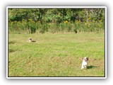 Englsh Toy Spaniel (875)