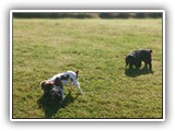 Englsh Toy Spaniel (885)