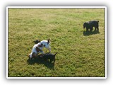 Englsh Toy Spaniel (886)
