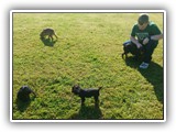 Englsh Toy Spaniel (890)