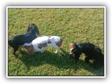 Englsh Toy Spaniel (892)
