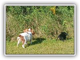 Englsh Toy Spaniel (900)