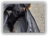 puck litter (105)