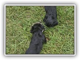 puck litter (109)