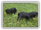 puck litter (134)
