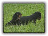 puck litter (176)