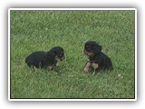 puck litter (206)