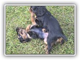 puck litter 2 (55)