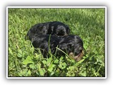 puck litter (57)